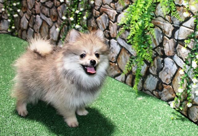 Red Pomeranian Puppies in WA - (509)680-0180 - Immunized/Microchipped media 16