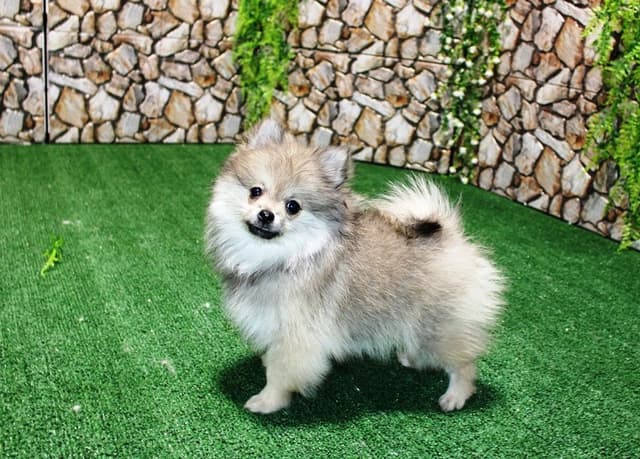 Red Pomeranian Puppies in WA - (509)680-0180 - Immunized/Microchipped media 17