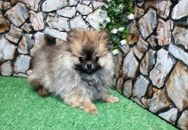 Red Pom Puppies in Washington - (509)680-0180 - Immunized/Microchipped media 3