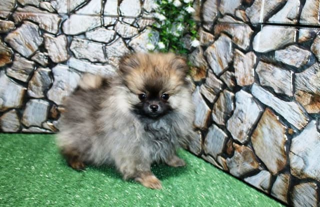 Red Pom Puppies in Washington - (509)680-0180 - Immunized/Microchipped media 4