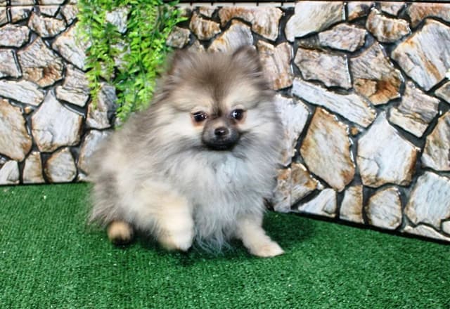 Red Pom Puppies in Washington - (509)680-0180 - Immunized/Microchipped media 5