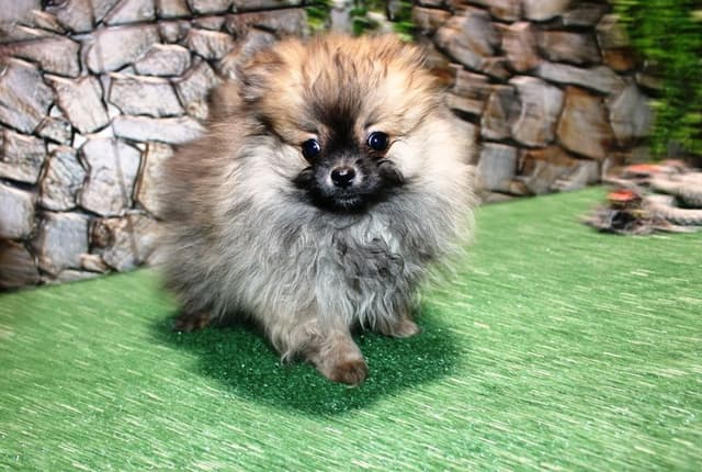 Red Pom Puppies in Washington - (509)680-0180 - Immunized/Microchipped media 6