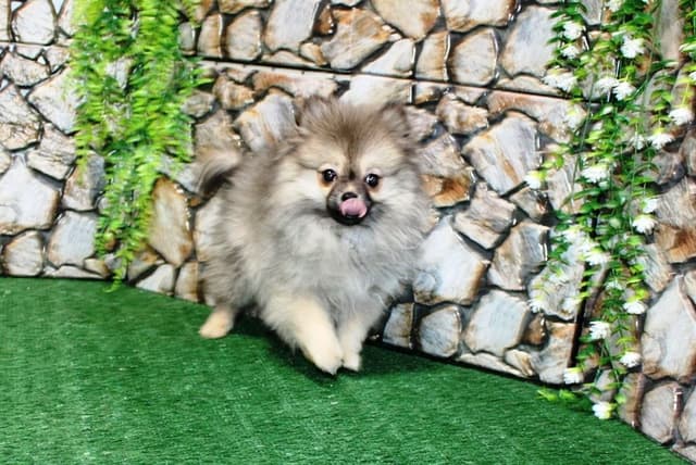 Red Pom Puppies in Washington - (509)680-0180 - Immunized/Microchipped media 9