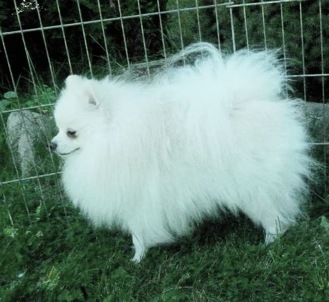 Champion bloodlines White Pomeranian puppies (509)680-0180 media 13