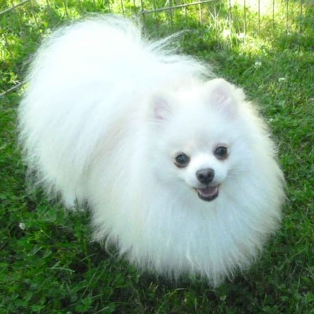 Champion bloodlines White Pomeranian puppies (509)680-0180 media 14