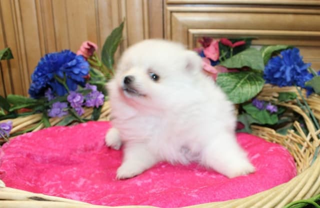 Champion bloodlines White Pomeranian puppies (509)680-0180 media 2