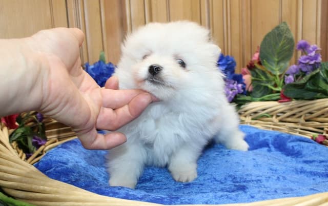 Champion bloodlines White Pomeranian puppies (509)680-0180 media 4
