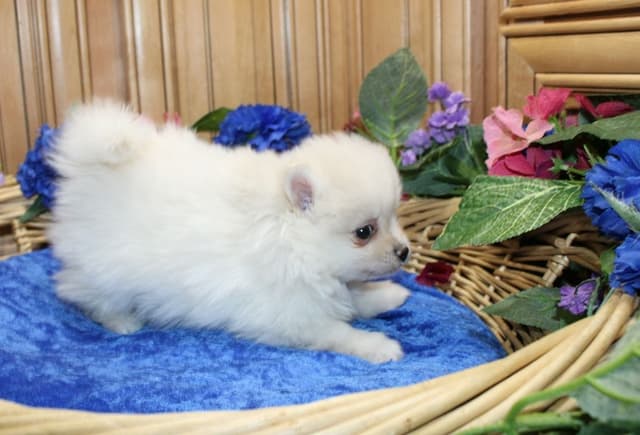 Champion bloodlines White Pomeranian puppies (509)680-0180 media 7