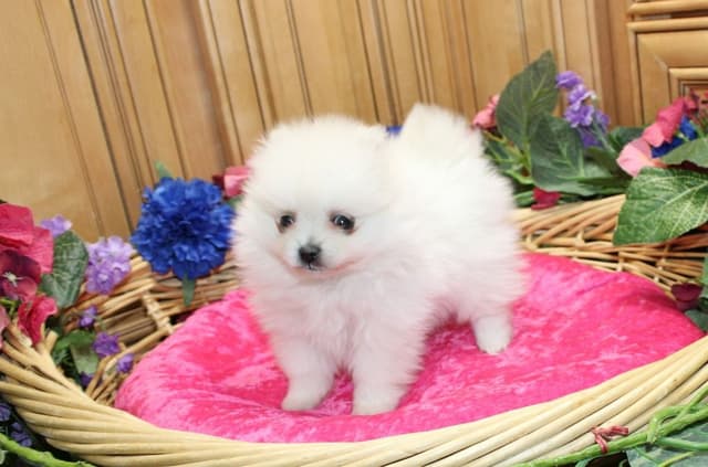 Champion bloodlines White Pomeranian puppies (509)680-0180 media 9