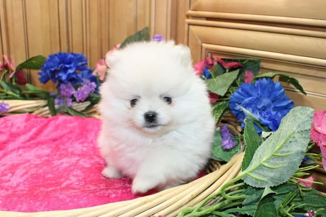 Champion bloodlines White Pomeranian puppies (509)680-0180 media 8
