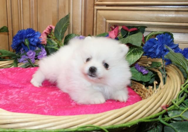 Champion bloodlines White Pomeranian puppies (509)680-0180 media 6