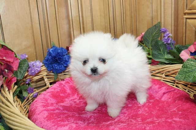Champion bloodlines White Pomeranian puppies (509)680-0180 media 5