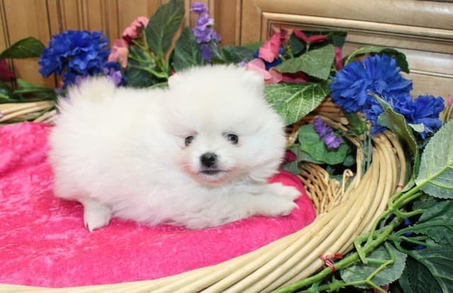 Champion bloodlines White Pomeranian puppies (509)680-0180 media 11
