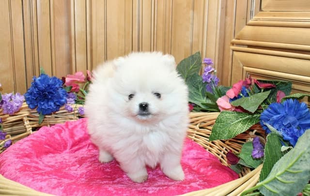 Champion bloodlines White Pomeranian puppies (509)680-0180 media 3