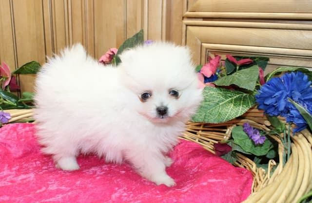 Champion bloodlines White Pomeranian puppies (509)680-0180 media 12