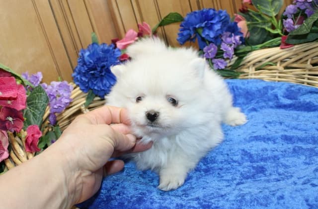 Champion bloodlines White Pomeranian puppies (509)680-0180 media 10