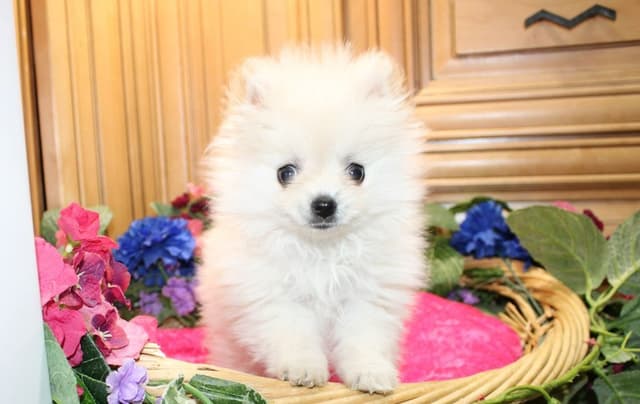 Pomeranian Puppies (509)680-0180 - Miniature Female Puppies media 2