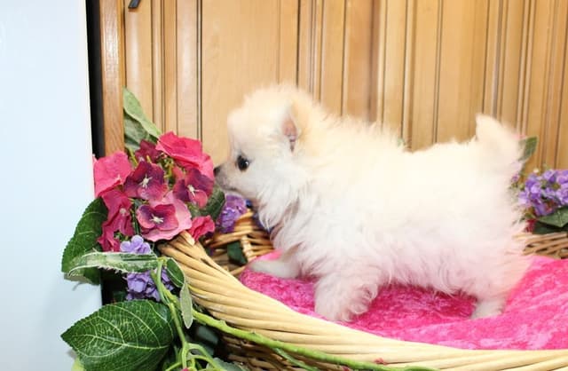 Pomeranian Puppies (509)680-0180 - Miniature Female Puppies media 3