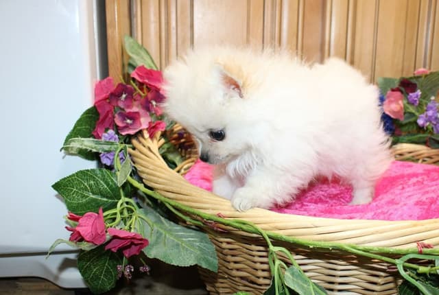 Pomeranian Puppies (509)680-0180 - Miniature Female Puppies media 5