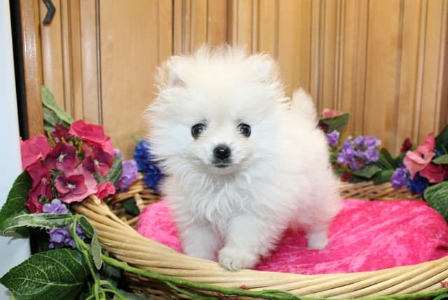 Pomeranian Puppies (509)680-0180 - Miniature Female Puppies media 4