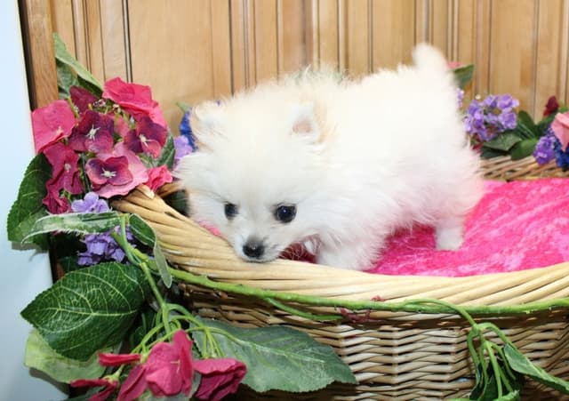 Pomeranian Puppies (509)680-0180 - Miniature Female Puppies media 8