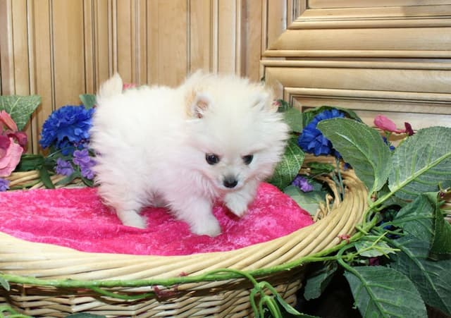Pomeranian Puppies (509)680-0180 - Miniature Female Puppies media 7