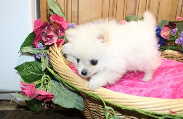 Pomeranian Puppies (509)680-0180 - Miniature Female Puppies media 6