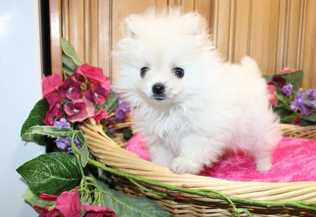 Pomeranian Puppies (509)680-0180 - Miniature Female Puppies media 9