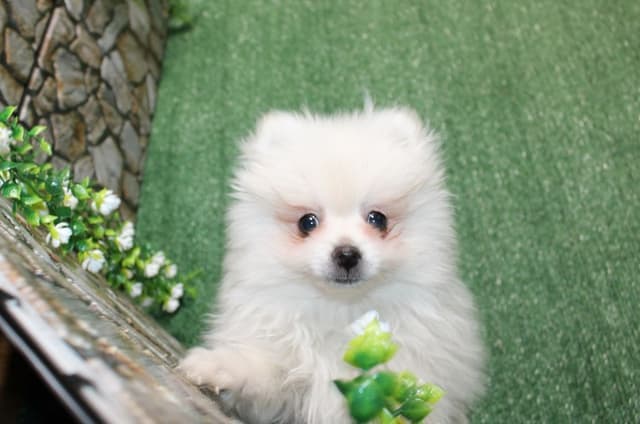 Champion Bloodlines Cream and White Pomeranian Puppies (509)680-0180 media 2