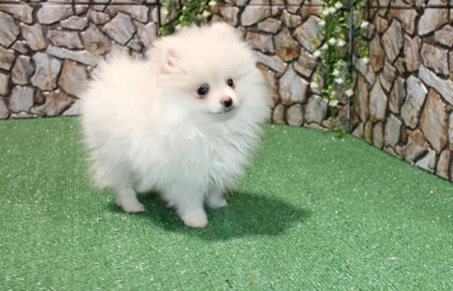 Champion Bloodlines Cream and White Pomeranian Puppies (509)680-0180 media 3