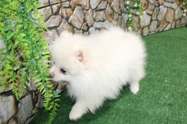 Champion Bloodlines Cream and White Pomeranian Puppies (509)680-0180 media 4