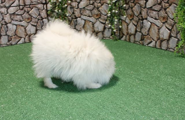 Champion Bloodlines Cream and White Pomeranian Puppies (509)680-0180 media 5