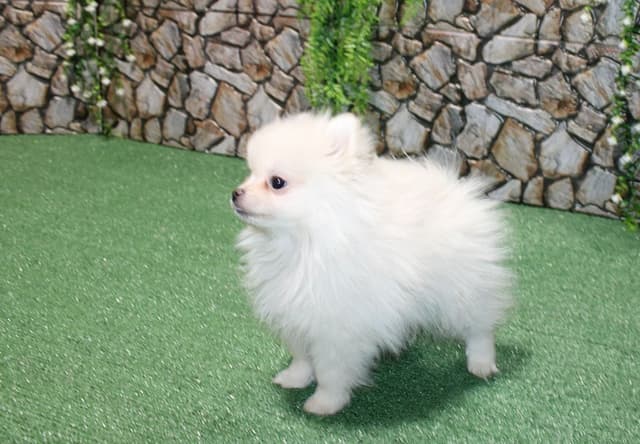Champion Bloodlines Cream and White Pomeranian Puppies (509)680-0180 media 6