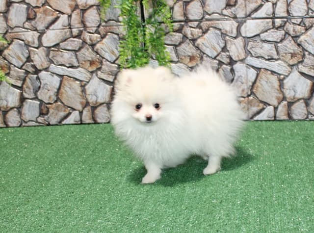 Champion Bloodlines Cream and White Pomeranian Puppies (509)680-0180 media 7