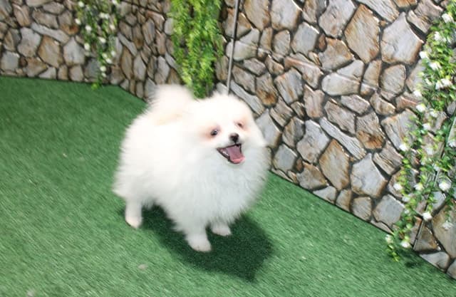 Champion Bloodlines Cream and White Pomeranian Puppies (509)680-0180 media 8
