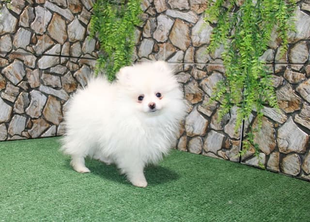 Champion Bloodlines Cream and White Pomeranian Puppies (509)680-0180 media 9