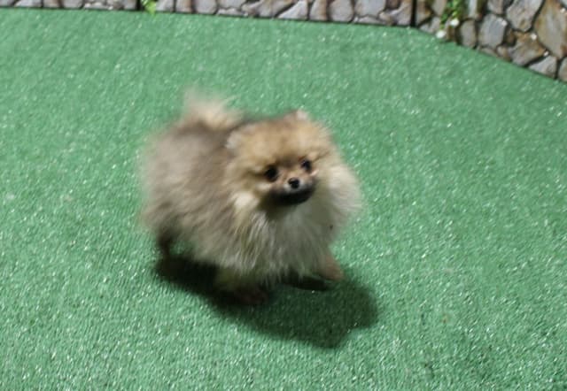 Red Pomeranian Puppies - Champion Bloodlines (509)680-0180 media 2