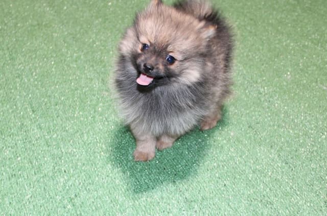Red Pomeranian Puppies - Champion Bloodlines (509)680-0180 media 3