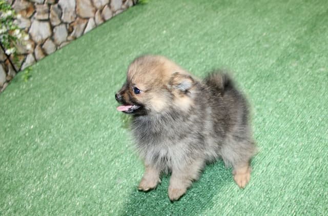 Red Pomeranian Puppies - Champion Bloodlines (509)680-0180 media 7