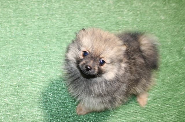 Red Pomeranian Puppies - Champion Bloodlines (509)680-0180 media 5