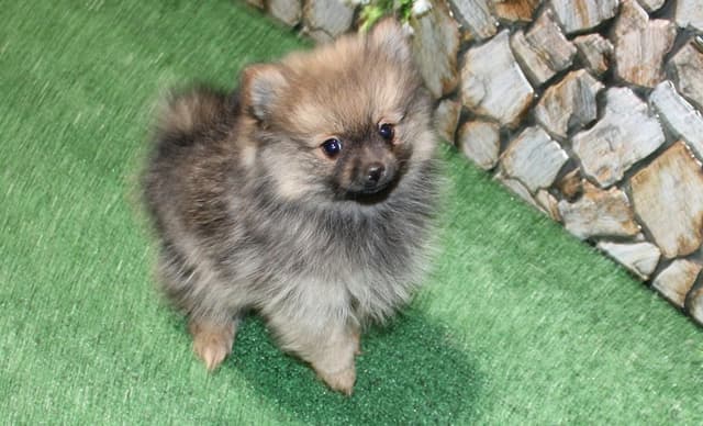 Red Pomeranian Puppies - Champion Bloodlines (509)680-0180 media 4