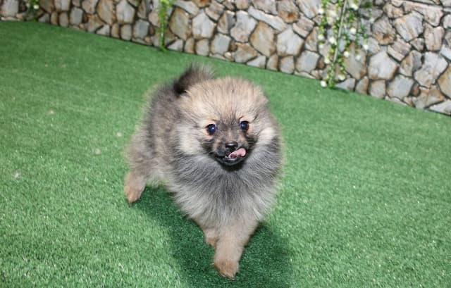 Red Pomeranian Puppies - Champion Bloodlines (509)680-0180 media 9