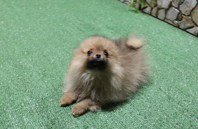 Red Pomeranian Puppies - Champion Bloodlines (509)680-0180 media 8
