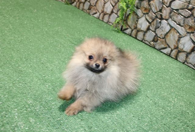 Red Pomeranian Puppies - Champion Bloodlines (509)680-0180 media 6