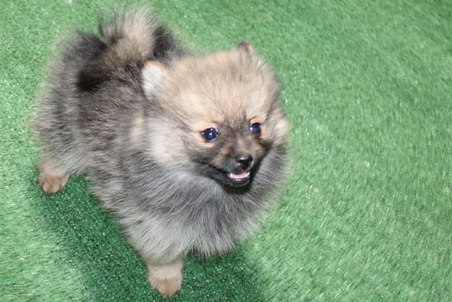 Red Pomeranian Puppies - Champion Bloodlines (509)680-0180 media 11