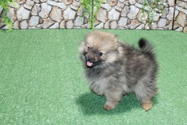 Red Pomeranian Puppies - Champion Bloodlines (509)680-0180 media 15