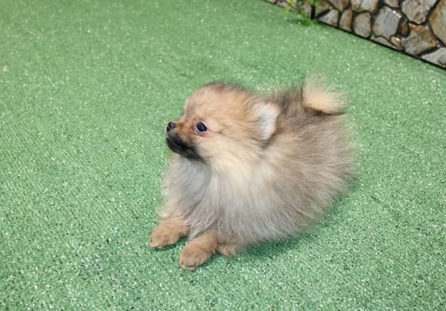 Red Pomeranian Puppies - Champion Bloodlines (509)680-0180 media 10