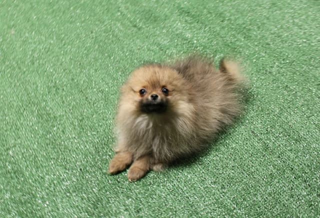 Red Pomeranian Puppies - Champion Bloodlines (509)680-0180 media 12