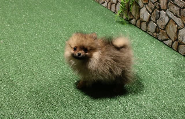 Red Pomeranian Puppies - Champion Bloodlines (509)680-0180 media 14