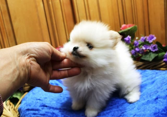 White Pomeranian Puppies (509)680-0180 - Champion Bloodlines media 4